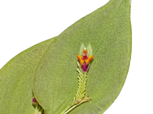 Lepanthes chorista (Lepanthes)