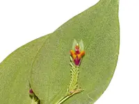 Lepanthes chorista