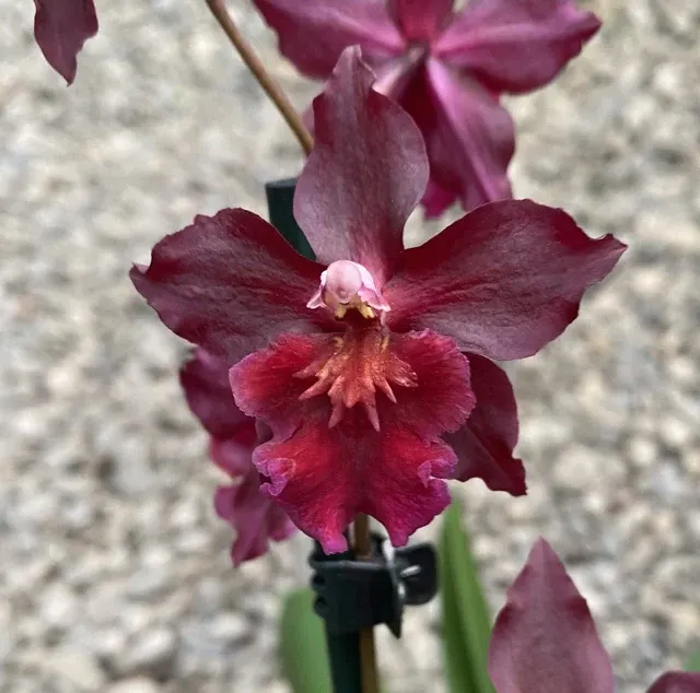 Wilsonara Blazing Lustre Parfumata 'Night Ruby'