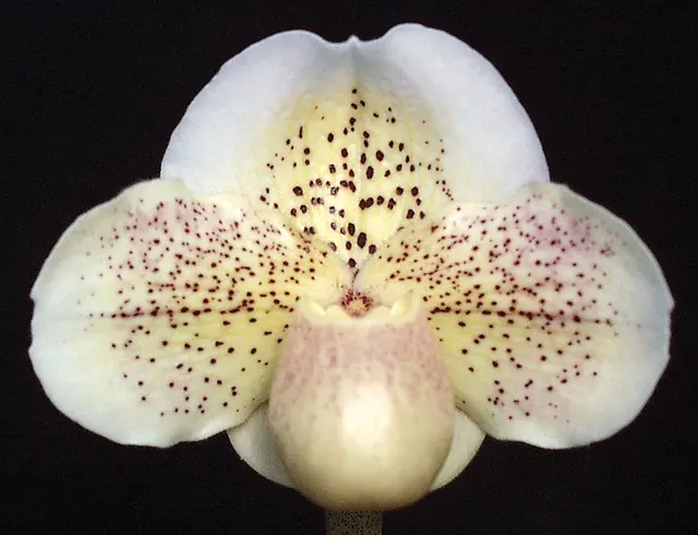 Paphiopedilum White Galaxy 'Moonspots' (Paphiopedilum)