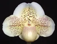 Paphiopedilum White Galaxy ‘Moonspots’