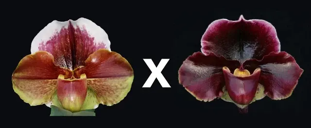 Paphiopedilum Eastern Monarch X Dark Fantasy 'Powerhouse'
