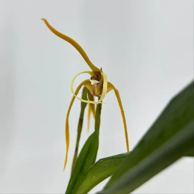 Maxillaria fractiflexa