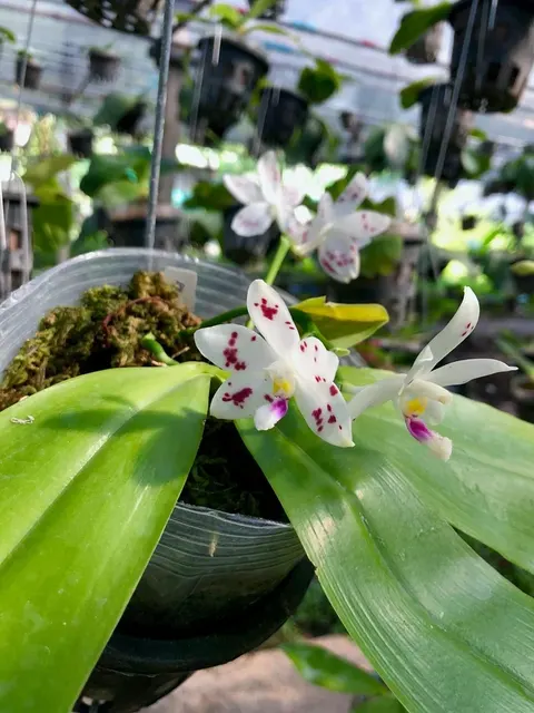 Phalaenopsis speciosa 'Spot #1'