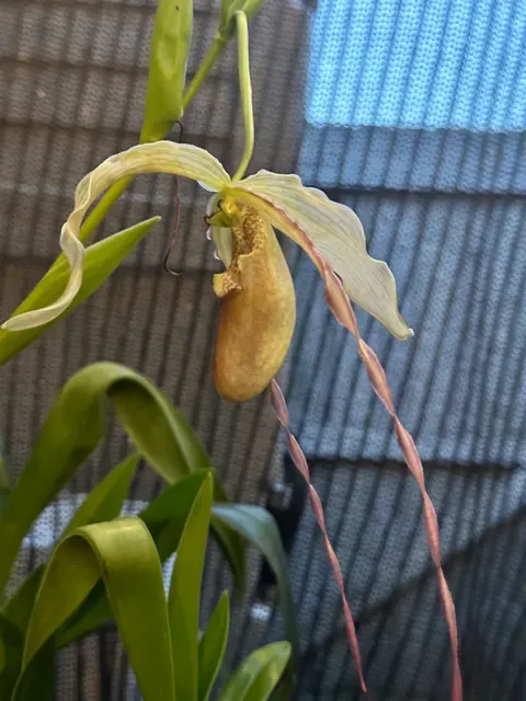 Phragmipedium Mont Fallu (Phragmipedium)