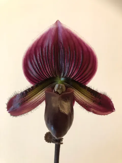 Paphiopedilum BARBERA BAROLO (Paphiopedilum)