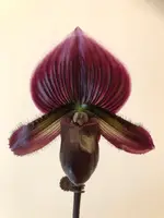 Paphopedilum BARBERA BAROLO (Hung Sheng Bay x Hsinying Rubyweb)