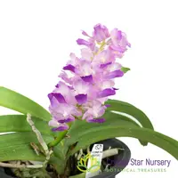 Rhynchostylis coelestis 'Pink' (Clt Pink)