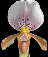 Paphiopedilum papilio laoticus