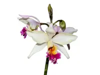 Rhynchomyrmeleya Mainor Ruiz