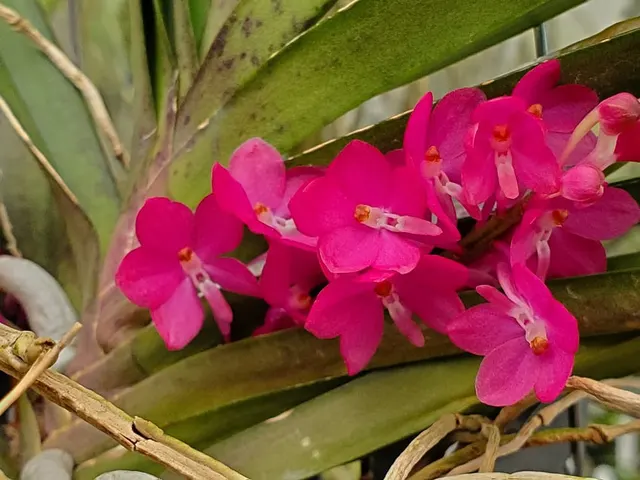 Ascocentrum ampullaceum (Ascocentrum)