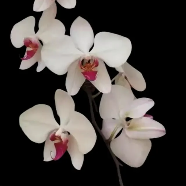 Phalaenopsis aphrodite 'Red Lip'