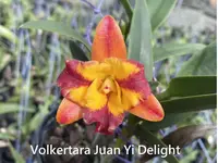 Vkt. Juan Yi Delight (Gct. Juan Yi Fairy x Rlc. Tzeng-Wen Bay) (M520) (Hybrid) Vkt.=Volkertara / Gct.=Guaricattonia / Rlc.=Rhyncholaeliocattleya