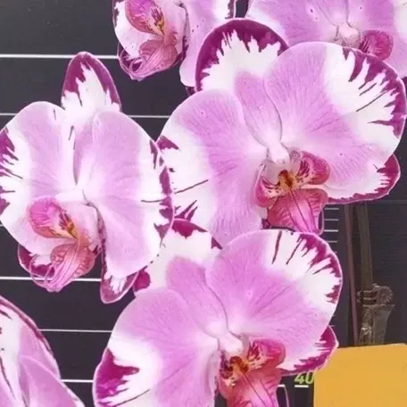 Phalaenopsis Dai Yang Perak Fire (Phalaenopsis)