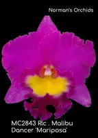 Rlc. Malibu Dancer 'Mariposa Note: Compact for type ' (Malibu Gem x Elegant Dancer )
