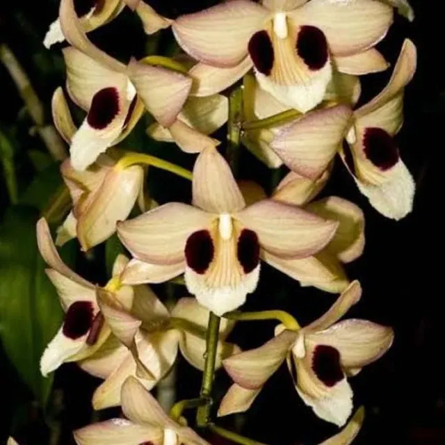 Dendrobium pulchellum (Dendrobium)
