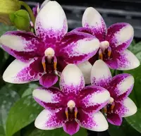 Ready to Flower Size Phalaenopsis Jia Ho Summer Love