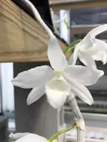 Dendrobium anosmum (Var Alba)