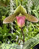 Paphiopedilum Oriental Spice (sukhakulii x Curtisii))