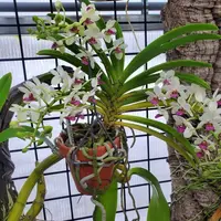 Holcostylis M S Sunlight