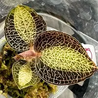 Anoectochilus roxburghii JAPAN 1.7" — Planted