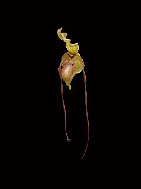 Phragmipedium Leslie Garay (Phragmipedium)