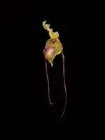 Phragmipedium Leslie Garay (caudatum x longifolium)