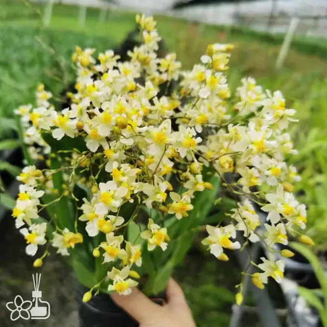 Oncidium Twinkle 'CT White Strong'