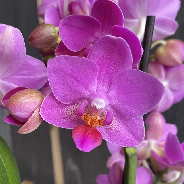 Phalaenopsis Pink Flamingo