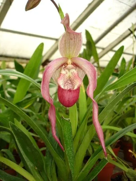 Phragmipedium LEUCORHODUM