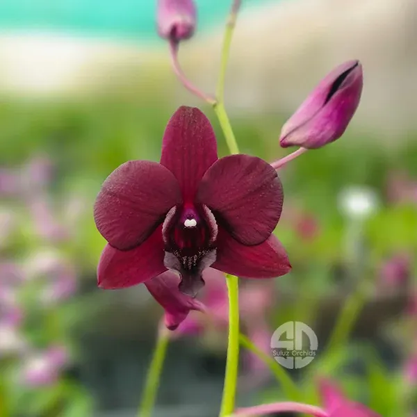 Dendrobium Simin Red