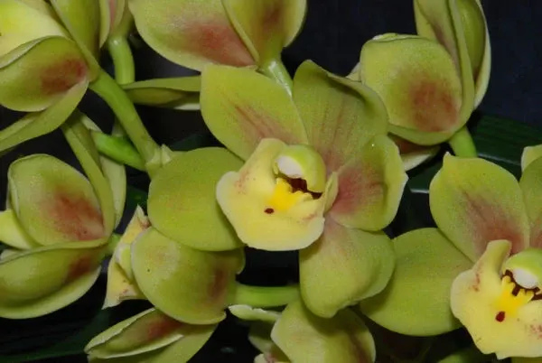Cymbidium BUTTERBALL
