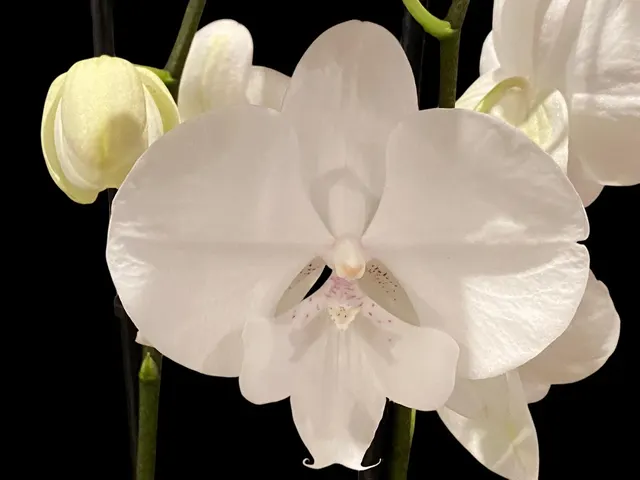 Phalaenopsis White Butterfly (Grace Palm x Snow Flake)