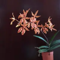 Renanthera monachica