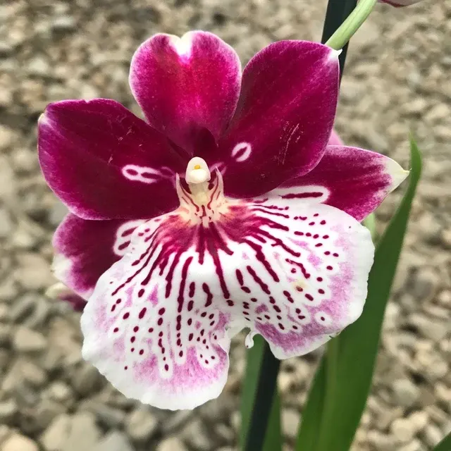 Miltoniopsis Breathless * Parfumata 'Beauty'