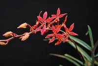 Renanthera bella