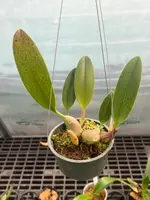 Bulbophyllum levanae