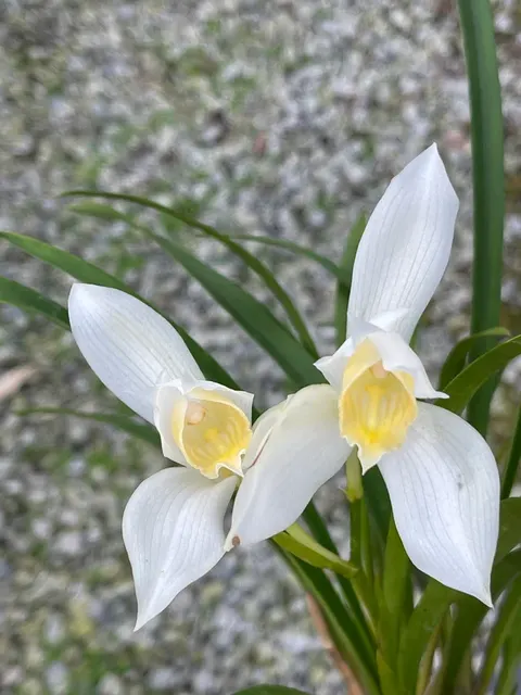 Cymbidium erythrostylum album x self 'Ginsutsu' (Cymbidium)