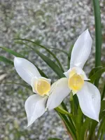 Cymbidium erythrostylum album'Ginsutsu' x self