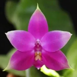 Phalaenopsis Violacea Sumatrana X Phal. Violacea (Phalaenopsis)