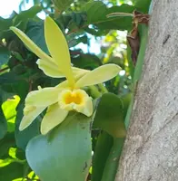 Vanilla Bean Orchid Cutting – Vanilla planifolia Live Vine with Aerial Roots, Unrooted Tropical Orchid Plant