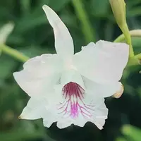 Laelia rubescens X Broughtonia. negrilensis