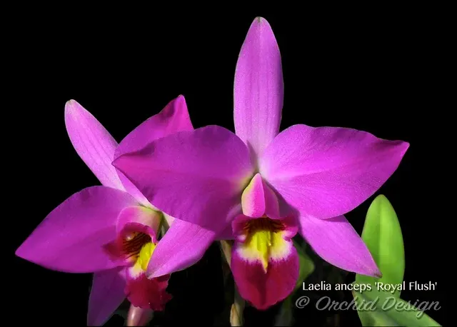 Laelia anceps 'Royal Flush'