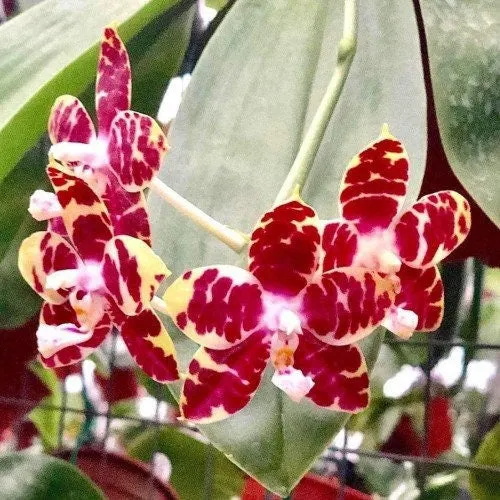 Phalaenopsis Mituo Mibs Passion 'Mituo #1'