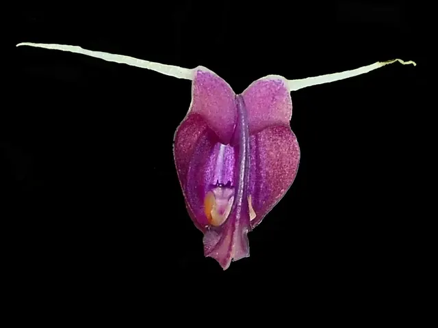 Scaphosepalum digitale (Scaphosepalum)