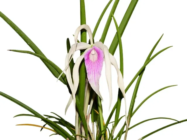 Brassocattleya Ivan Portilla 'Camila' (Brassocattleya)