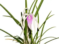 Brassocattleya Ivan Portilla 'Camila'