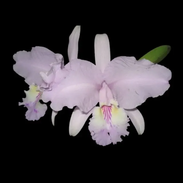 Cattleya lueddemanniana var concolor x 'Full Moon' (Cattleya)