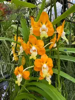 Vanda denisoniana
