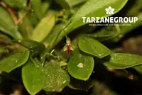 PLATYSTELE ACUTILINGUA MINIATURE ORCHID MOUNTED